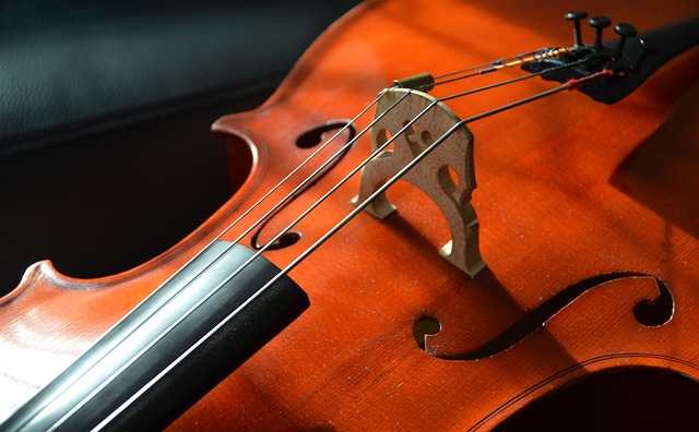 Close-up of a cello's bridge, strings, and body